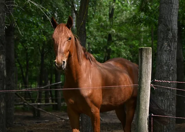 Gidran Major Кемпинг