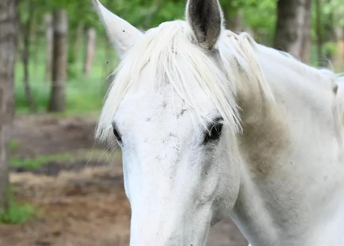 Кемпинг Gidran Major *