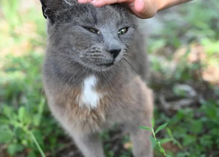 Gidran Major Кемпинг