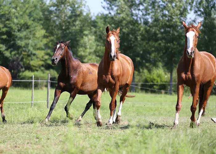 Gidran Major Кемпинг
