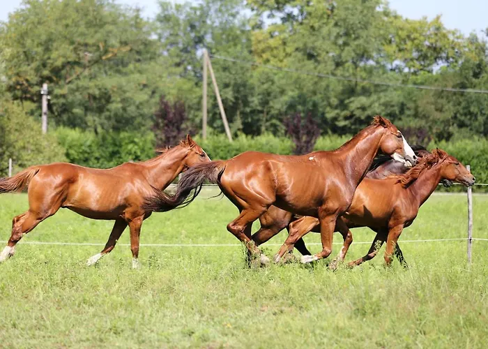 Кемпинг Gidran Major *